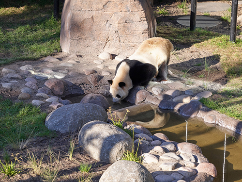 Copenhagen_Zoo